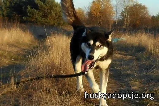 DASTY- młoda, towarzyska suczka husky do adopcji, 
