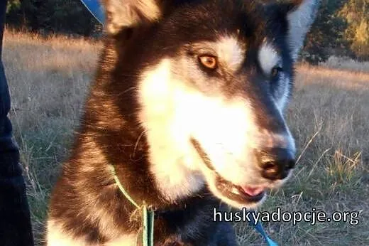 DASTY- młoda, towarzyska suczka husky do adopcji, 