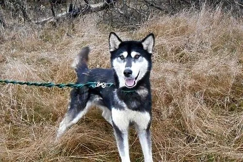 DASTY- młoda, towarzyska suczka husky do adopcji, 