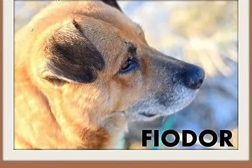 FIODOR, 40kg,duży,spokojny,zrównoważony pies do adopcji,  małopolskie Kraków
