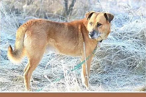 FIODOR, 40kg,duży,spokojny,zrównoważony pies do ad