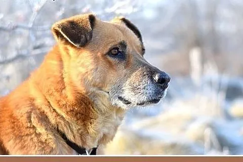 FIODOR, 40kg,duży,spokojny,zrównoważony pies do ad