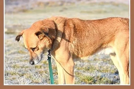 FIODOR, 40kg,duży,spokojny,zrównoważony pies do ad