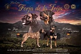 Alano Espanol, Alano Español, jedyny miot w Polsce! FCI ZKwP