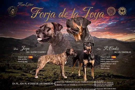 Alano Espanol, Alano Español, jedyny miot w Polsce! FCI ZKwP