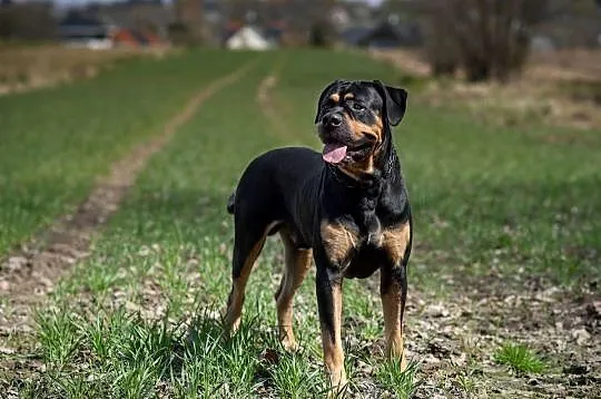 Alano Espanol, Alano Español, jedyny miot w Polsce! FCI ZKwP, Lubuskie, Świebodzin