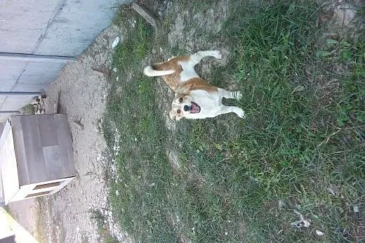 Sunie Szczenaiki 5 miesięczne docelowo małe sunie,