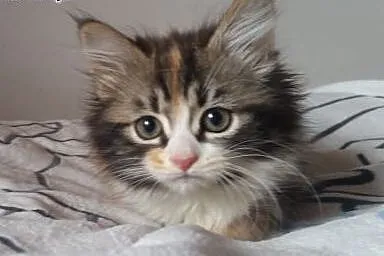 Nina szylkretowa kotka syberyjska,  mazowieckie Wa