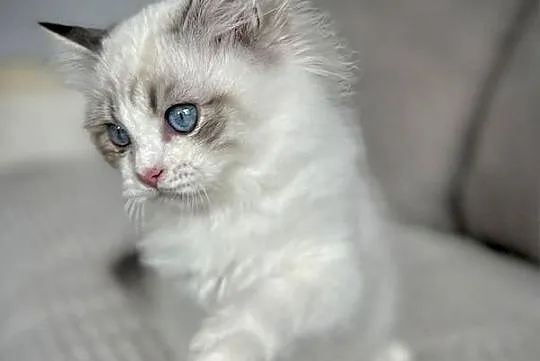 Ragdoll śliczny chłopczyk rodowód WCF Ibscc