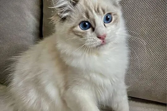 Ragdoll śliczny chłopczyk rodowód WCF Ibscc, Łódzkie, Łódź