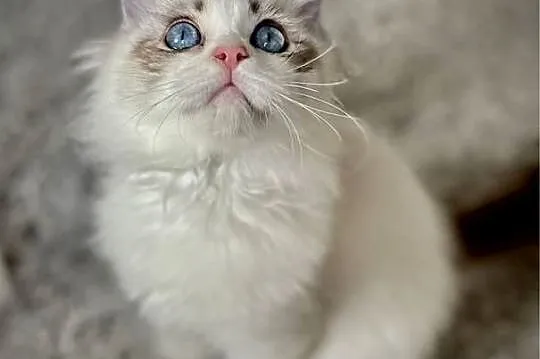 Ragdoll śliczny chłopczyk rodowód WCF Ibscc, Łódzkie, Łódź