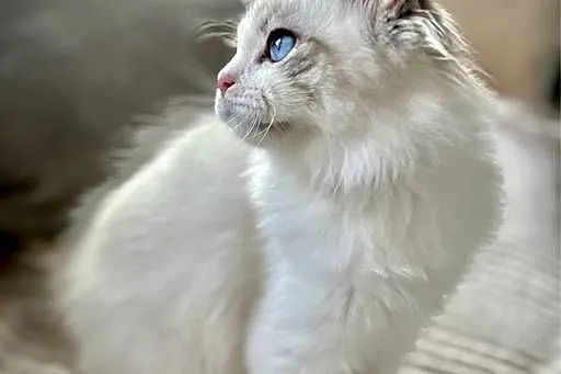 Ragdoll śliczny chłopczyk rodowód WCF Ibscc, Łódzkie, Łódź