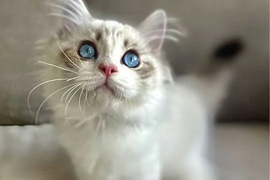 Ragdoll śliczny chłopczyk rodowód WCF Ibscc, Łódzkie, Łódź