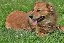 Teddy- pies, który niesie radość,  lubelskie Lubli, Lublin