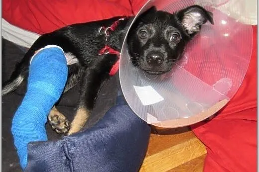 3,5 mies. GRINGO psia bida poleca się do adopcji, 