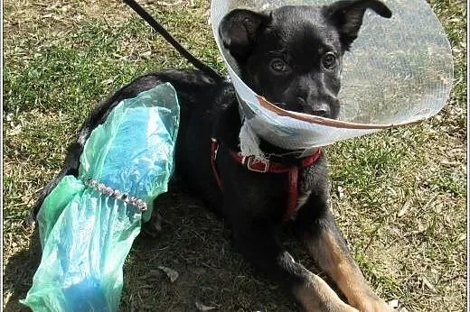 3,5 mies. GRINGO psia bida poleca się do adopcji, 