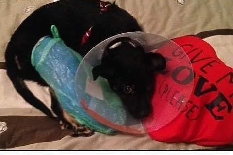 3,5 mies. GRINGO psia bida poleca się do adopcji, 