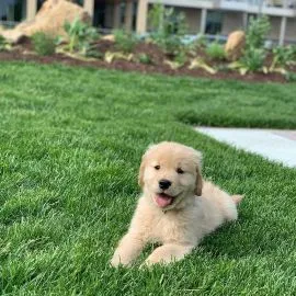 Szczenięta Golden Retrievera dla każdego kochającego i troskliwego domu