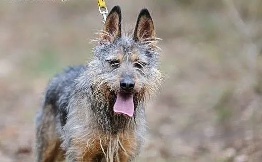 Odi to fajny pies! Adoptuj!, mazowieckie Warszawa