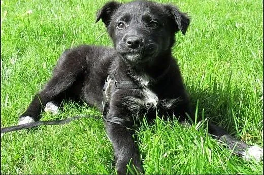 Odi to fajny pies! Adoptuj!,  mazowieckie Warszawa