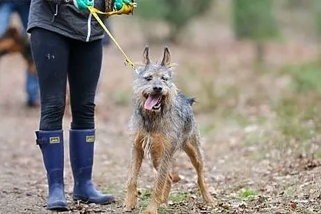 Odi to fajny pies! Adoptuj!,  mazowieckie Warszawa
