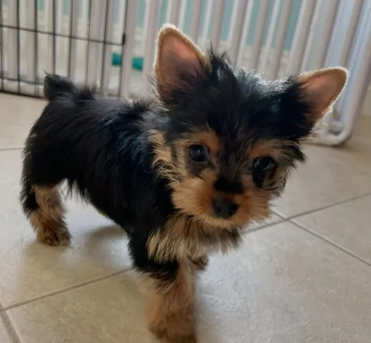 Nasze piękne szczenięta Yorkshire terrier Mini na sprzedaż, , Krakówka-Pawłowice