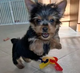 Nasze piękne szczenięta Yorkshire terrier Mini na sprzedaż