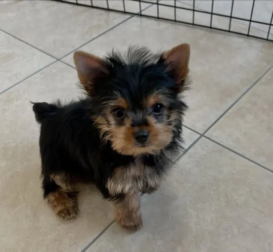 Nasze piękne szczenięta Yorkshire terrier Mini na sprzedaż, , Krakówka-Pawłowice