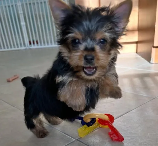 Nasze piękne szczenięta Yorkshire terrier Mini na sprzedaż