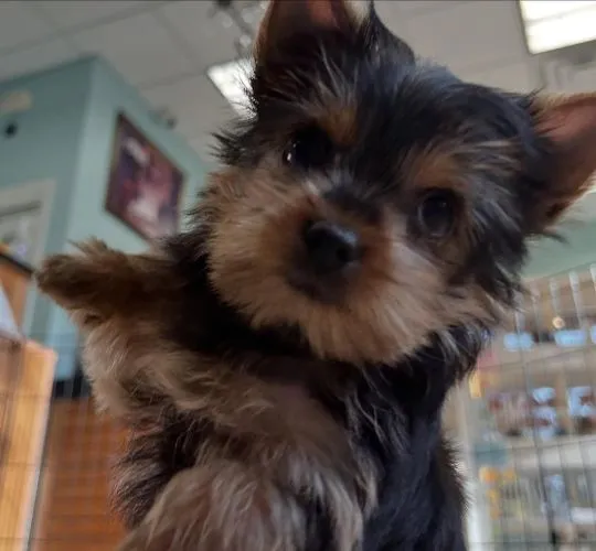 Nasze piękne szczenięta Yorkshire terrier Mini na sprzedaż, , Krakówka-Pawłowice