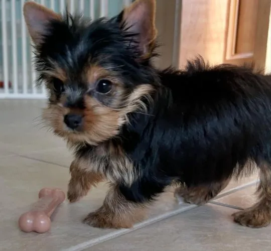 Nasze piękne szczenięta Yorkshire terrier Mini na sprzedaż, , Krakówka-Pawłowice
