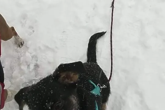 Mona szczeniak śliczna sunia do adopcji za darmo, Mazowieckie, Józefów