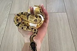 Python Regius | Samica | Enchi Piebald