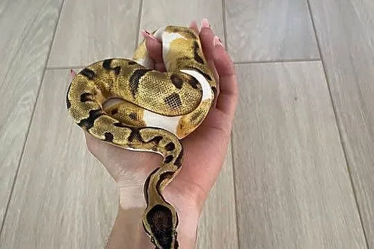Python Regius | Samica | Enchi Piebald, Mazowieckie, Warszawa
