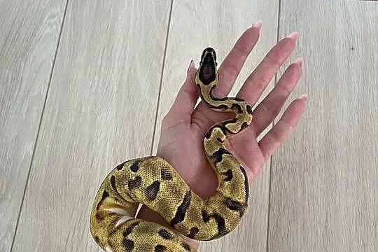 Python Regius | Samica | Enchi Piebald, Mazowieckie, Warszawa
