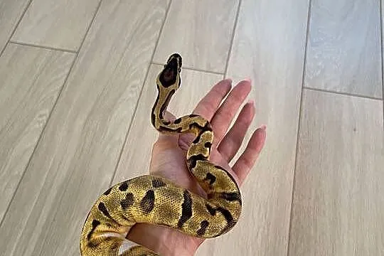 Python Regius | Samica | Enchi Piebald, Mazowieckie, Warszawa