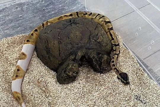 Python Regius | Samica | Enchi Piebald, Mazowieckie, Warszawa
