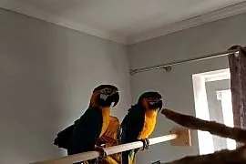 Para araraun