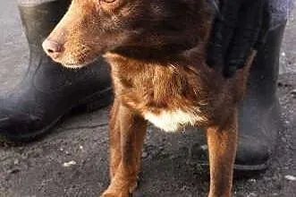 Benio nieduży pies poleca się do adopcji w schronisku,  śląskie Katowice