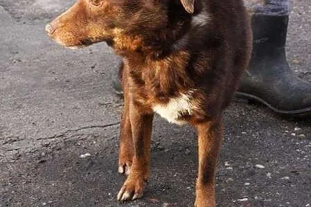 Benio nieduży pies poleca się do adopcji w schroni