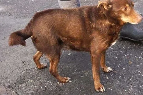 Benio nieduży pies poleca się do adopcji w schroni