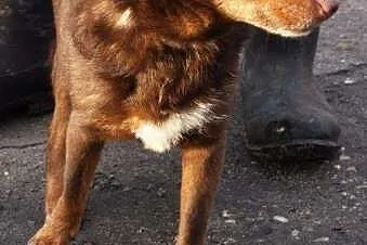 Benio nieduży pies poleca się do adopcji w schroni