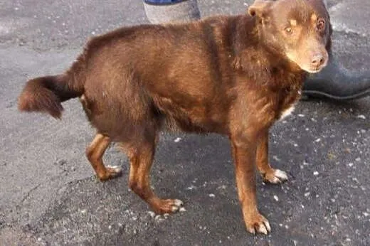 Benio nieduży pies poleca się do adopcji w schroni