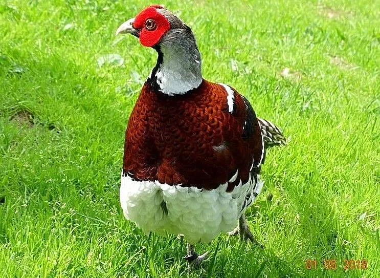 Sprzedam Bażant, Bażanty Kasztanowe
