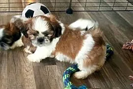 Shih-tzu szczeniaki