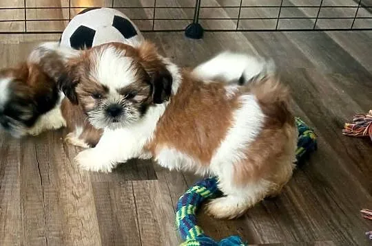 Shih-tzu szczeniaki