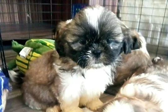 Shih-tzu szczeniaki, Podkarpackie, Dębica