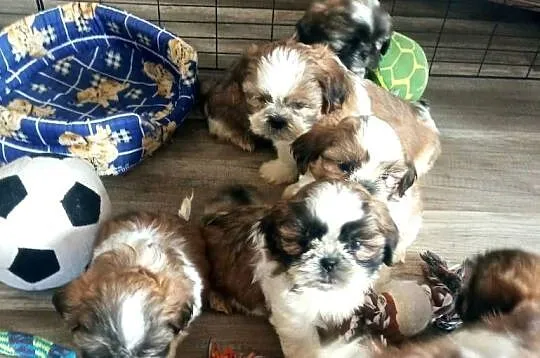Shih-tzu szczeniaki, Podkarpackie, Dębica