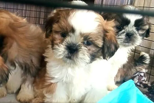 Shih-tzu szczeniaki, Podkarpackie, Dębica