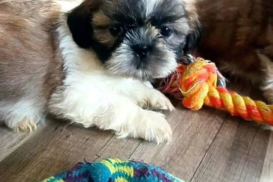 Shih-tzu szczeniaki, Podkarpackie, Dębica
